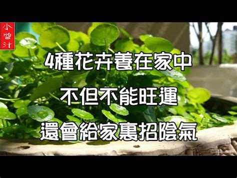 艾草風水|艾草盆栽避邪法則